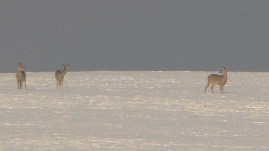 Familiehuis Fuchs Horni Branna Pokoj fotografie